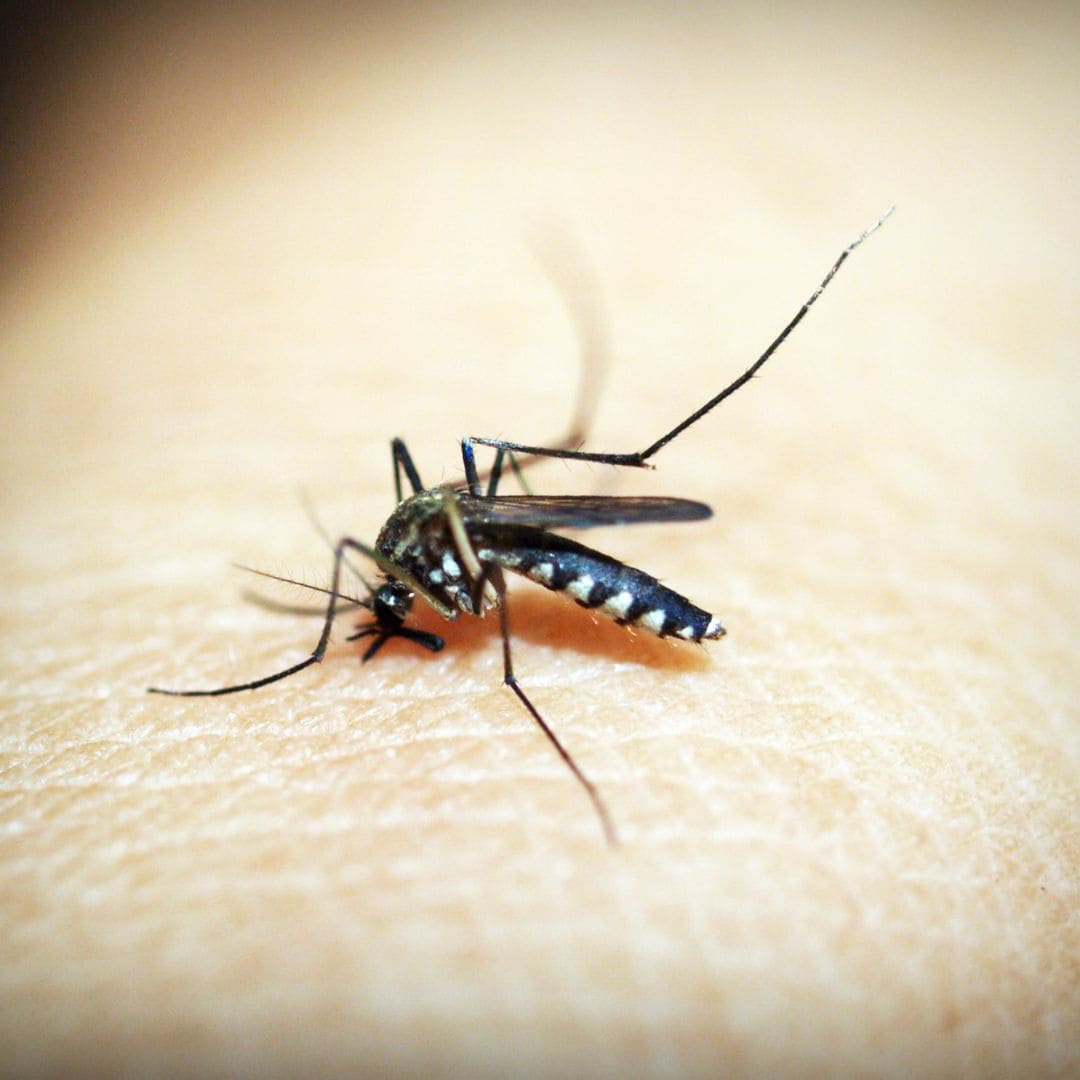 perbedaan demam berdarah dan demam dengue